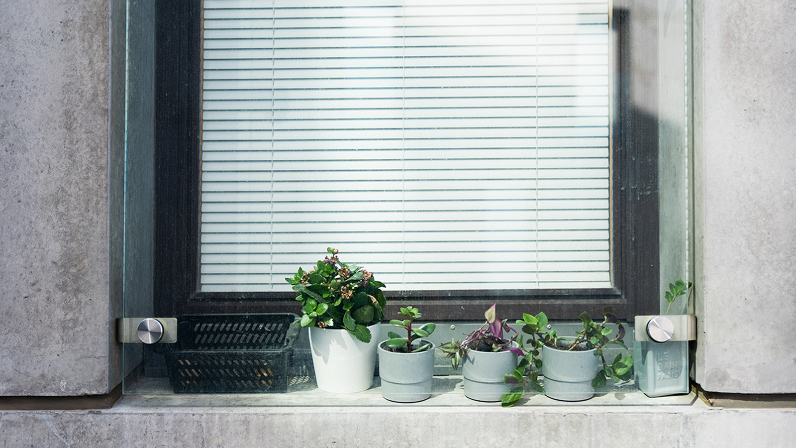 Plants in front of window.